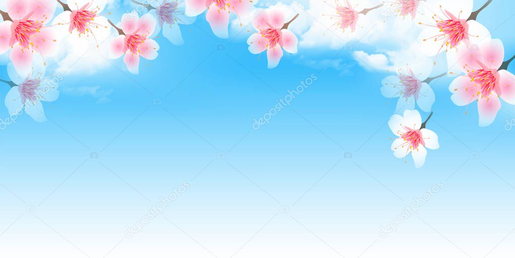 Cherry blossom landscape spring background