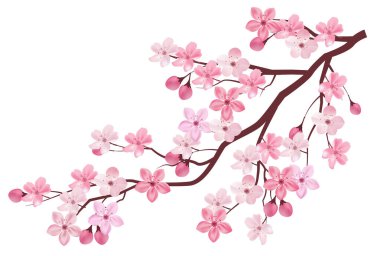 Kiraz ağacı çiçeği bahar ikonu