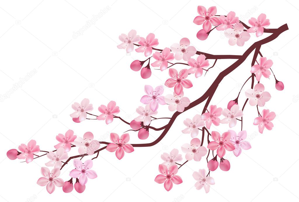 Cherry tree flower spring icon