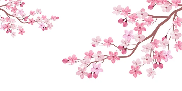 Kiraz ağacı bahar çiçeği arka planı