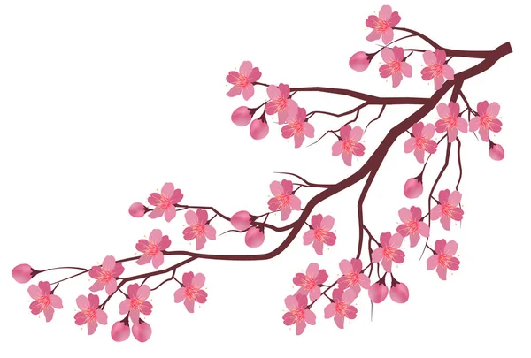 Kirschbaum Frühling Blume Symbol — Stockvektor