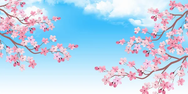 Kiraz Ağacı Bahar Çiçeği Arka Planı — Stok Vektör