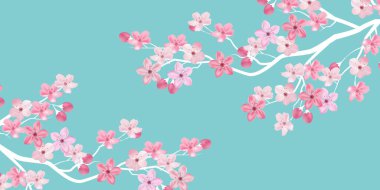 Kiraz ağacı bahar çiçeği arka planı