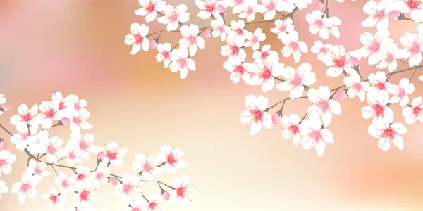 Cherry Tree Spring Flower Background — Stock Vector