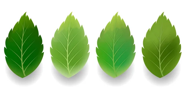 Φρέσκο Πράσινο Φύλλο Εικόνα Άνοιξη — Διανυσματικό Αρχείο