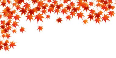 Sonbahar yaprakları akçaağaç sonbahar arkaplanı