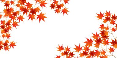 Sonbahar yaprakları akçaağaç sonbahar arkaplanı 