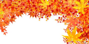 Sonbahar yaprakları akçaağaç sonbahar arkaplanı 