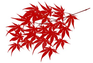 Sonbahar yaprakları akçaağaç sonbahar simgesi 