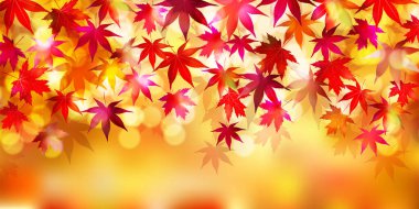 Sonbahar yaprakları akçaağaç sonbahar arkaplanı 