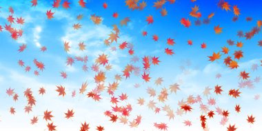 Sonbahar yaprakları akçaağaç sonbahar arkaplanı 