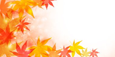 akçaağaç sonbahar yaprakları