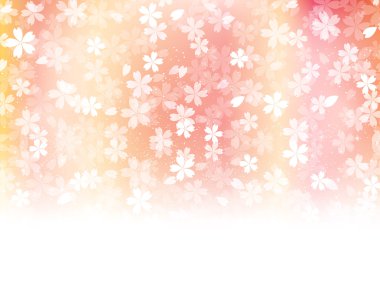 Kiraz çiçeği arkaplanı