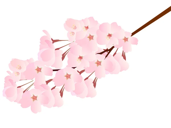 Cherry blossom spring — Stock Vector