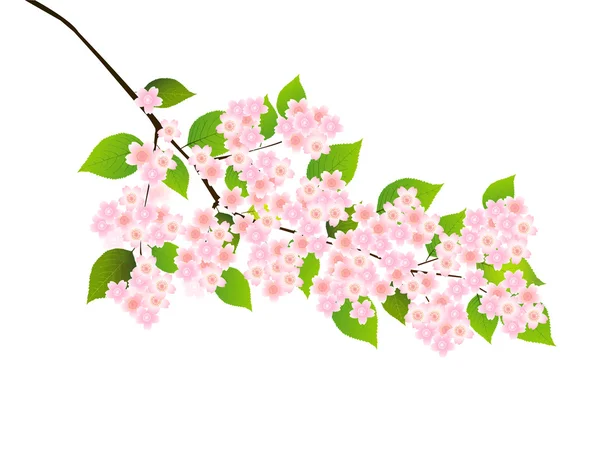 Primavera de flor de cerezo — Vector de stock