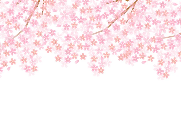 Cherry blossom background — Stock Vector