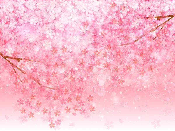 Cherry blossom background — Stock Vector