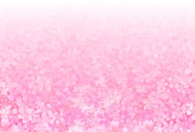 Kiraz çiçeği arkaplanı