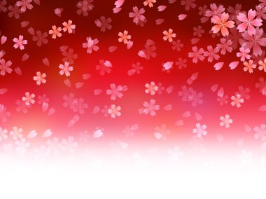 Kiraz çiçeği arkaplanı