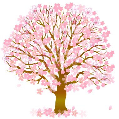 kiraz çiçeği bahar