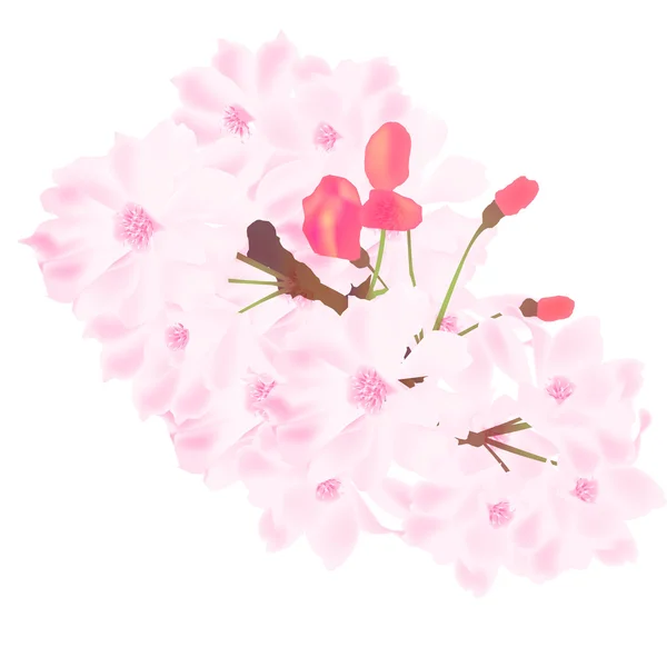 Cherry blossom spring — Stock Vector