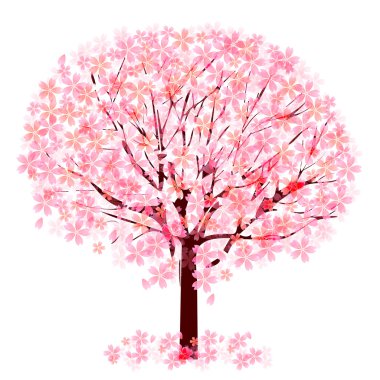 kiraz çiçeği ağacı