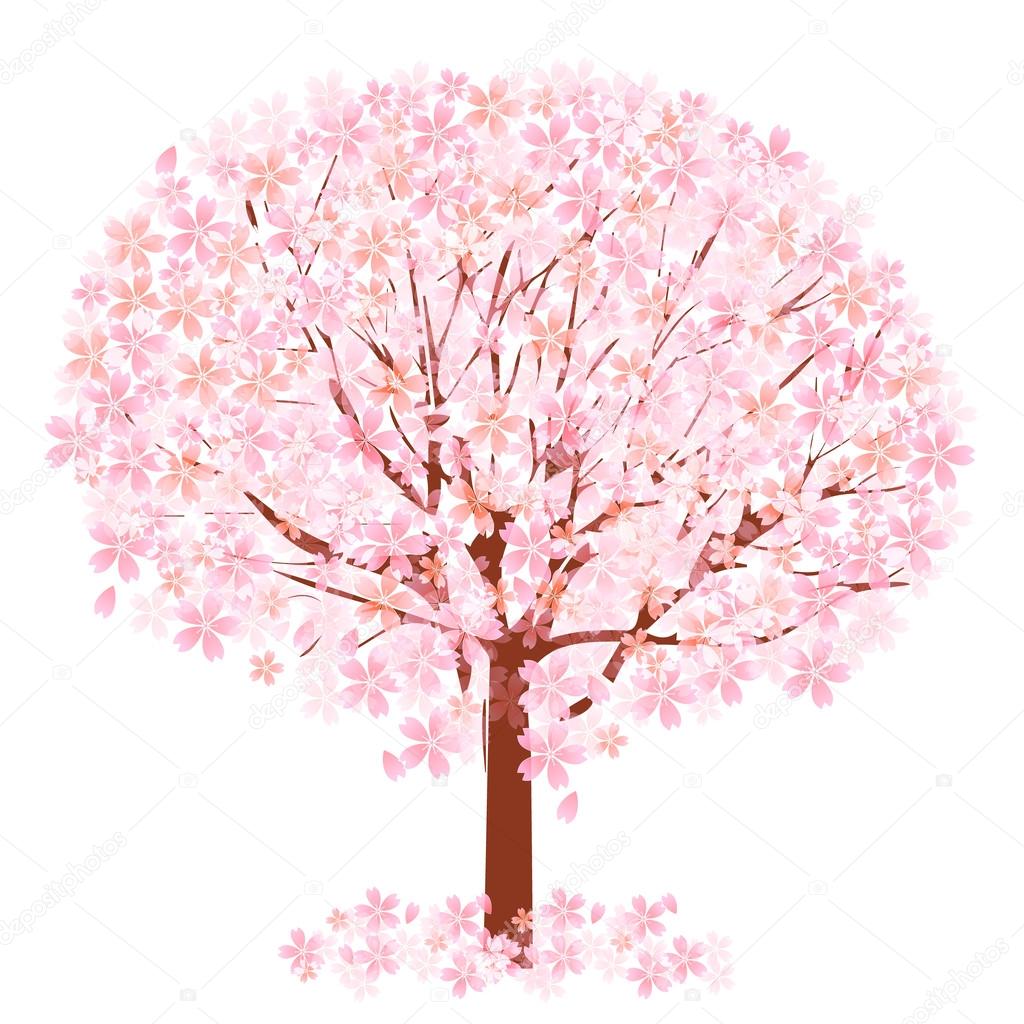 Cherry blossom tree