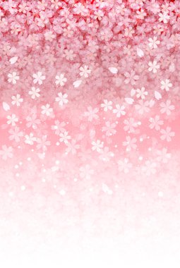 Kiraz çiçeği arkaplanı