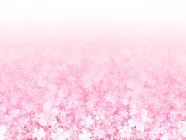 Kiraz çiçeği arkaplanı