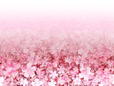 Kiraz çiçeği arkaplanı