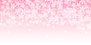 Kiraz çiçeği arkaplanı