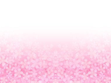 Kiraz çiçeği arkaplanı