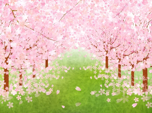 Cherry blossom background — Stock Vector