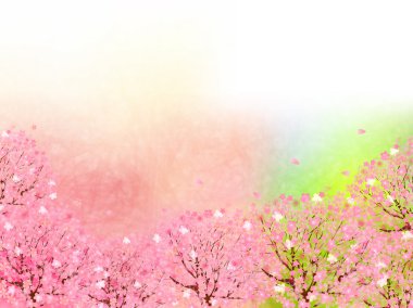 Kiraz çiçeği arkaplanı