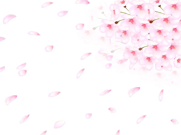 Cherry květ pozadí — Stockový vektor