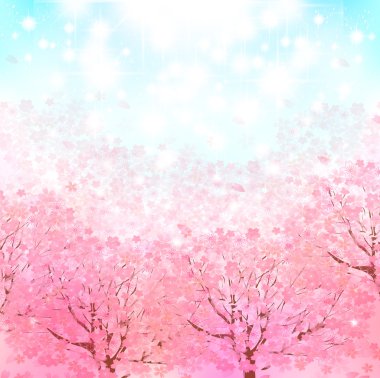 Kiraz çiçeği arkaplanı