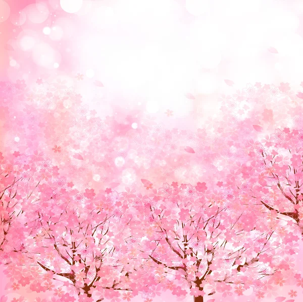 Cherry blossom background — Stock Vector