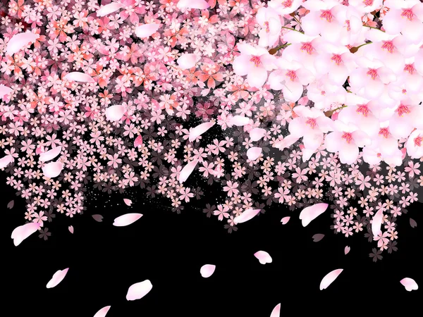 Cherry blossom background — Stock Vector
