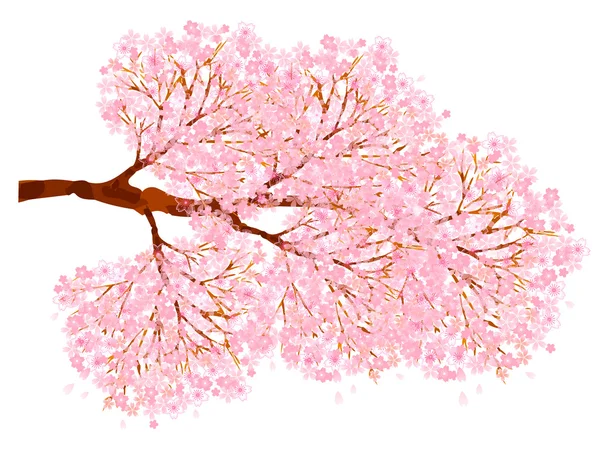 Cseresznyevirág háttér — Stock Vector