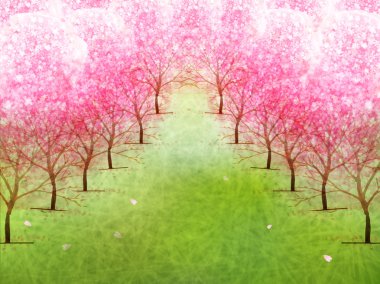 Kiraz çiçeği arkaplanı