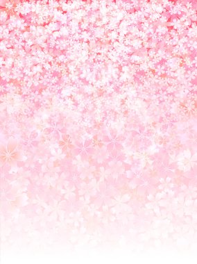 Kiraz çiçeği arkaplanı