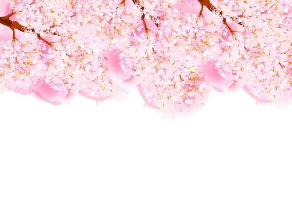 벚꽃의 배경 — 스톡 벡터