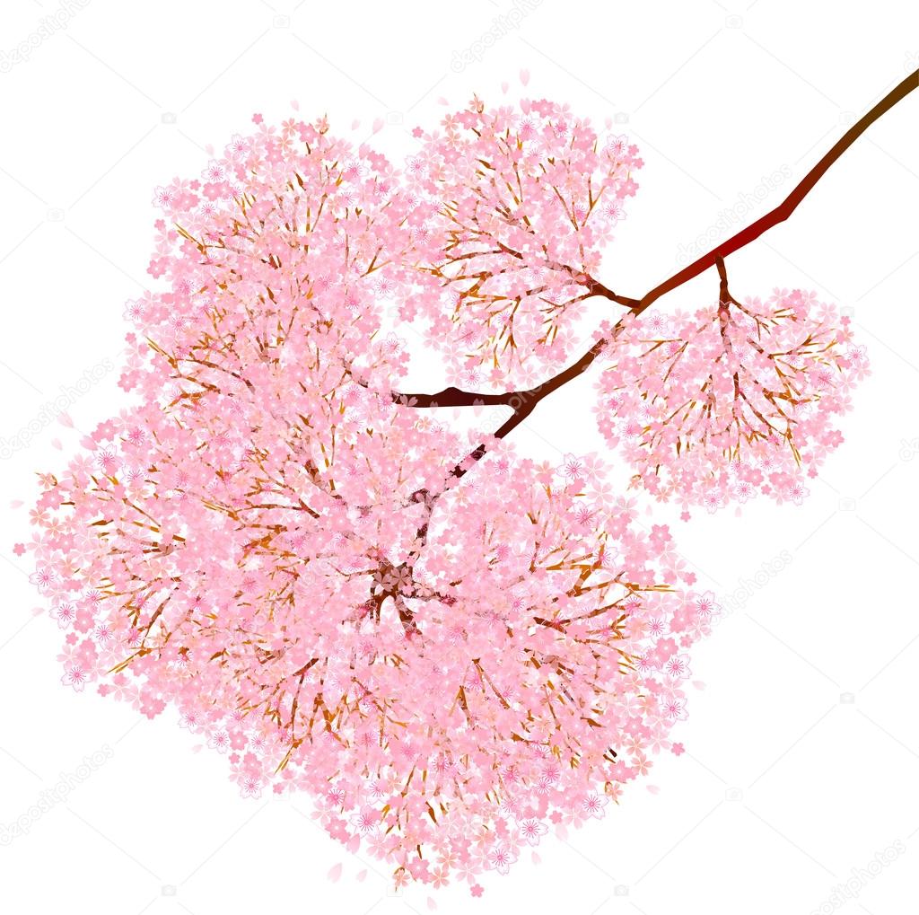 Cherry blossom background