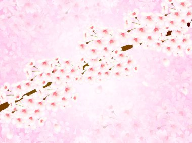 Kiraz çiçeği arkaplanı