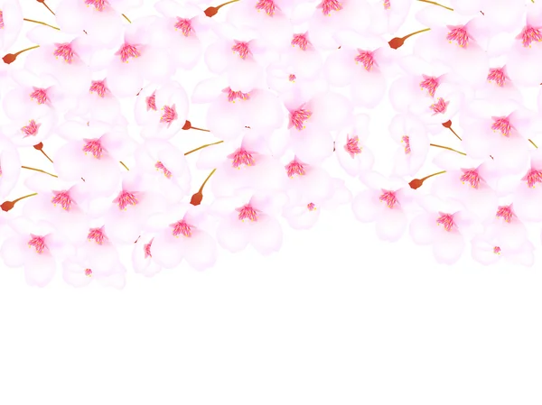 Φόντο άνθη κερασιάς — Διανυσματικό Αρχείο