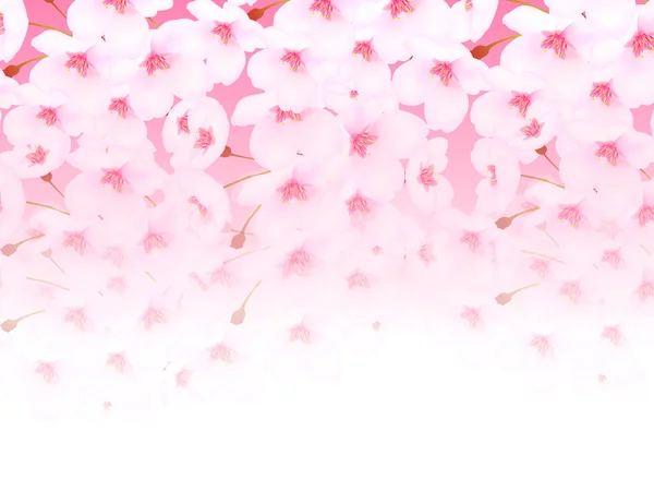 Цветочный фон вишни — стоковый вектор