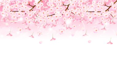 Kiraz çiçeği arkaplanı