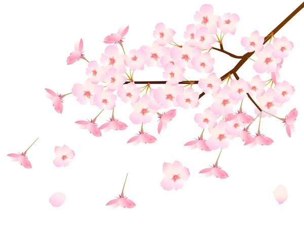 Fundo flor de cereja —  Vetores de Stock