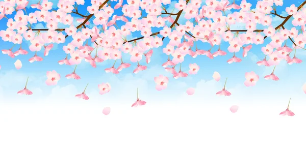 Cherry blossom background — Stock Vector