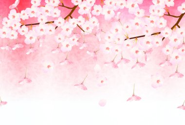 Kiraz çiçeği arkaplanı